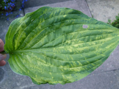 2016-06-09 Hosta fortunei 'Albopicta'.jpg