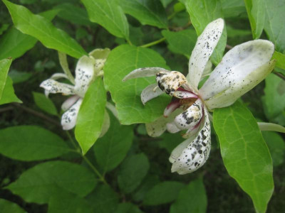 Calycanthus.jpg