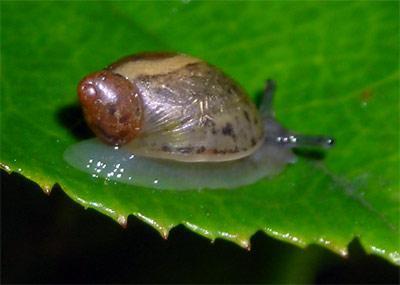 schnecke_01.jpg