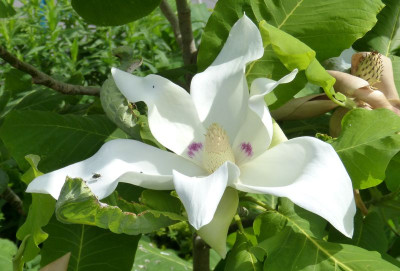 2016-06-11 Magnolia macrophylla 'Ashei'.jpg