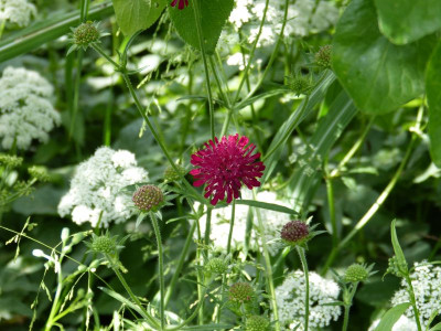 2016-06-11 Knautia macedonica.jpg