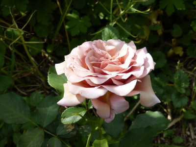 2016-06-11 Rosen 'Koko Loco'.jpg