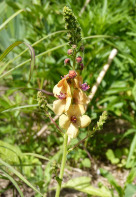 2016-06-11 Verbascum 'Clementine'.jpg