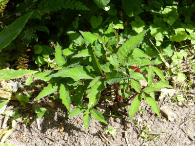 2016-06-11 Typhonium roxburghii.jpg