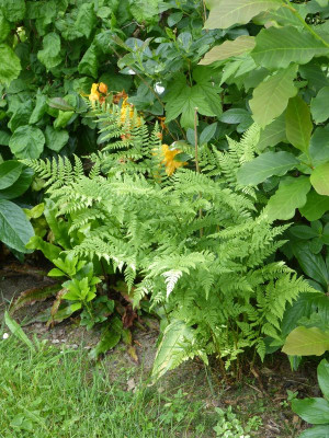 2016-06-11 Farn 1.jpg