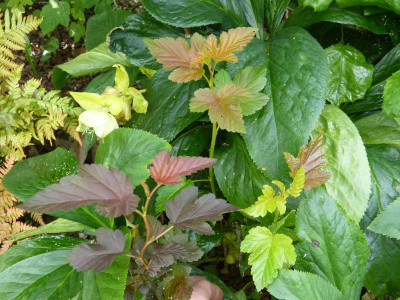 2016-06-11 Physocarpus Sämling.jpg