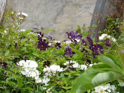 2016-06-11 Clematis 'Etoile Violette'.jpg