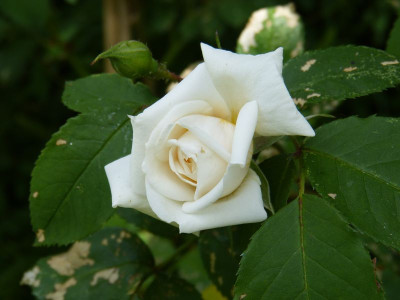 2016-06-11 Rosen 'Ilse Krohn Superior'.jpg