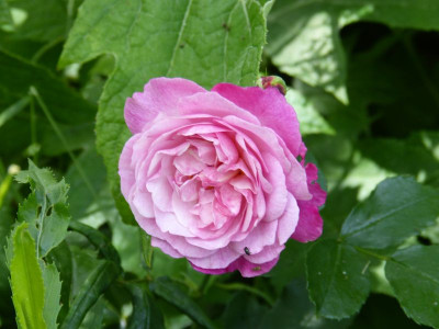 2016-06-11 Rosen 'Sophie's Perpetual'.jpg