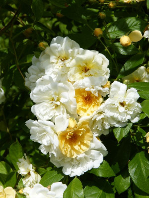 2016-06-11 Rosen 'Christine Hélène'.jpg