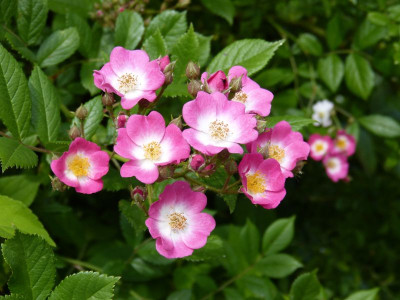 2016-06-11 Rosen 'Mozart'.jpg
