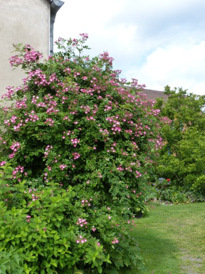 2016-06-11 Rosen 'Mozart' 2.jpg