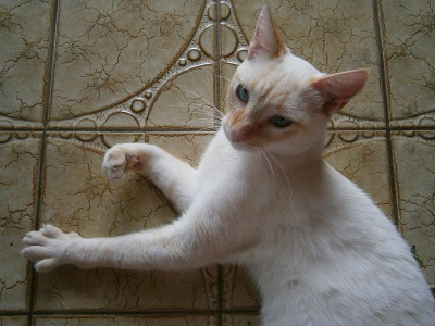 pablo tag2 003.JPG