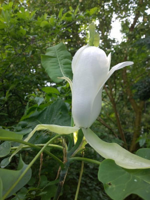 WP_20160607_002 Magnolia macrophylla var.ashei.jpg