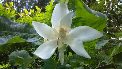 WP_20160609_002 Magnolia macrophylla var.ashei.jpg