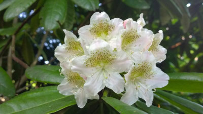 WP_20160606_020 Rhododendron macrophyllum IJ084 RSF.jpg