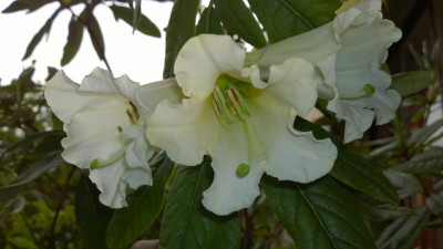 WP_20160609_020 Rhododendron dalhousiae.jpg