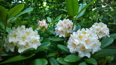 WP_20160611_005 Rhododendron brachycarpum ssp.fauriei.jpg