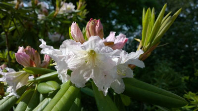 WP_20160611_010 Rhododendron  fortunei ssp.discolor PW41.jpg