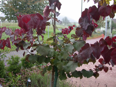 Judasbaum_S4_20729_85.jpg