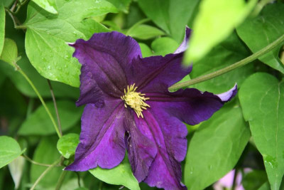 Cl.vit.Viola0116.JPG