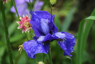 Iris0116.JPG