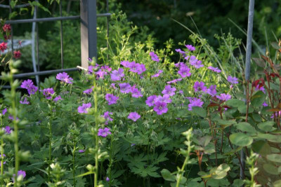 Geranium0216.JPG