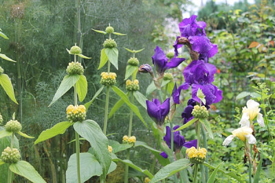 Phlomis russeliana.JPG
