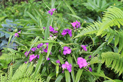 Tradescantia virginiana.JPG