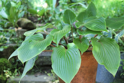 Hosta Almost1.JPG