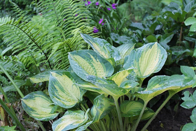 Hosta Sharmon.JPG