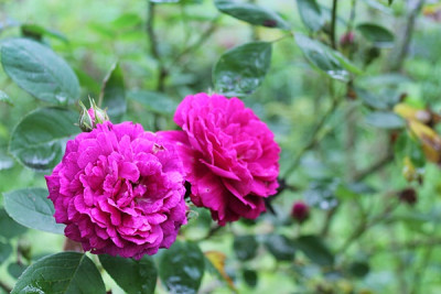 Rose Zigeunerknabe Blüte.JPG
