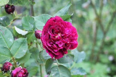 Rose Souvenir d'Alphonse Lavallée.JPG