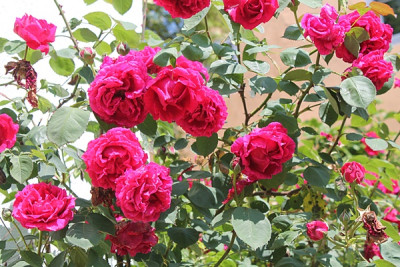 Rose Hugh Dickson.JPG