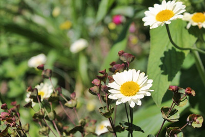 Anthemis tinctoria 'Sauce Hollandaise'.1JPG.JPG