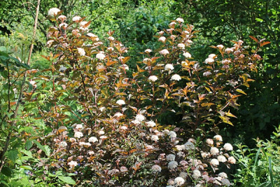 Physocarpus opulifolius Diable d`Or2.JPG