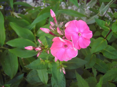 PICT1246.JPG