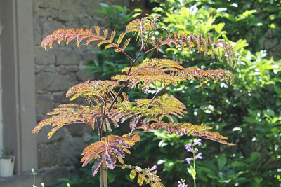 Albizia julibrissin Summer Chocolate.JPG