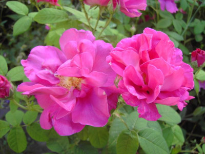 PICT1258.JPG