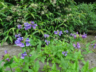 Penstemon serrulatus June 2016.JPG