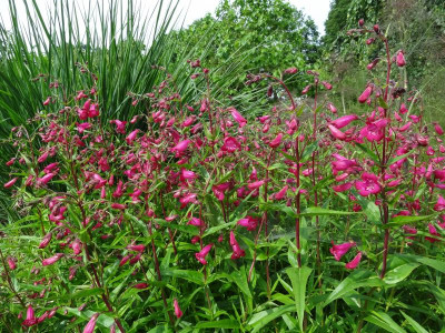 Penstemon Andenken an Friedrich Hahn June 2016.JPG