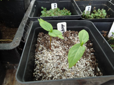Diospyros lotus Germination June 2016.JPG