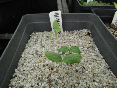 Alangium chinense Germination June 2016.JPG