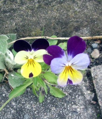 Hornveilchenvariationen-ax.jpg