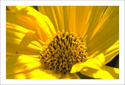 Helianthus_1_30-09-2006.jpg