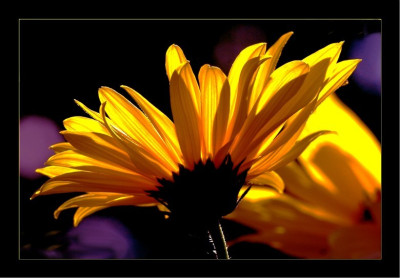 Helianthus_2_30-09-2006.jpg