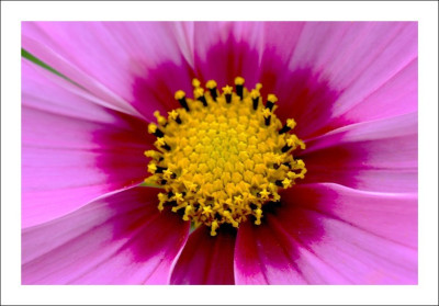 Cosmea_1_23-09-2006.jpg