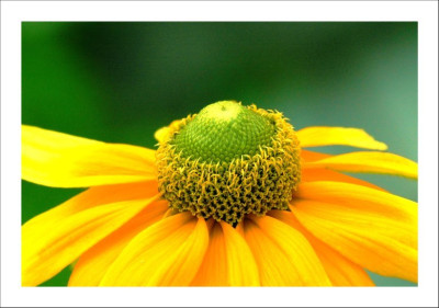 Rudbeckia_1_23-09-2006.jpg