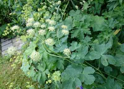 _20160612_103151.JPG