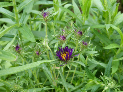 2016-06-12 Aster n-a 'Marina Wolkonsky'.jpg
